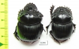 Dichotomius sp.  Argentina - INSECTS-STORE.RU