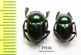 Canthon indigaceus chevrolati  Mexico - INSECTS-STORE.RU