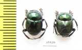 Canthon indigaceus chevrolati  Mexico - INSECTS-STORE.RU