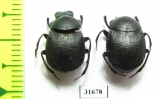 Deltochilum morbillosum  Argentina - INSECTS-STORE.RU