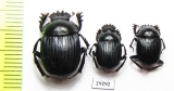 Malagoniella puncticollis  Argentina - INSECTS-STORE.RU