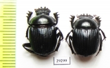 Malagoniella puncticollis  Paraguay - INSECTS-STORE.RU