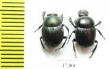 Scarabaeinae sp.  Ecuador - INSECTS-STORE.RU