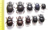 Scarabaeinae sp.  Peru - INSECTS-STORE.RU