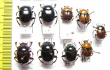 Scarabaeinae sp.  Peru - INSECTS-STORE.RU