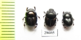 Caccobius sp.  China, Yunnan prov. - INSECTS-STORE.RU