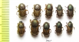Euoniticellus pallipes, E.fulvus  Russia, Ingushetia reg. - INSECTS-STORE.RU