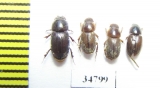 Aphodiinae sp.  Ethiopia - INSECTS-STORE.RU