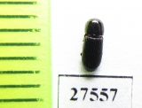 Aphodiinae sp.  Madagascar - INSECTS-STORE.RU