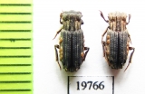 Aphodiinae sp.  Malaysia, Borneo - INSECTS-STORE.RU