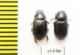 Aphodiinae sp.  Mexico - INSECTS-STORE.RU