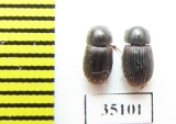 Aphodiinae sp.  Peru - INSECTS-STORE.RU