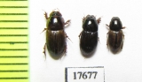 Aphodiinae sp.  South Africa Rep. - INSECTS-STORE.RU