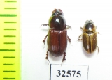Aphodiinae sp.  South Africa Rep. - INSECTS-STORE.RU
