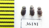 Aphodiinae sp.  Thailand - INSECTS-STORE.RU