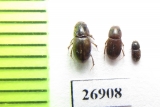 Aphodiinae sp.  Vietnam - INSECTS-STORE.RU