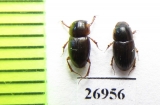 Aphodiinae sp.  Vietnam - INSECTS-STORE.RU