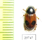 Aphodius bimaculatus  Russia, Astrakhan reg. - INSECTS-STORE.RU