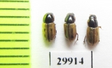Aphodius comma  Russia, Buryatia reg. - INSECTS-STORE.RU