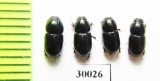 Aphodius granarius  Uzbekistan - INSECTS-STORE.RU