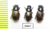 Aphodius luridus  Uzbekistan - INSECTS-STORE.RU