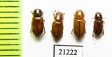 Aphodius sp.  Uzbekistan - INSECTS-STORE.RU
