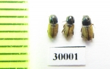 Aphodius stereotypus  Uzbekistan - INSECTS-STORE.RU
