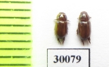 Eremazus unistriatus  Iran, Huzestan prov. - INSECTS-STORE.RU
