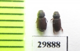 Psammodius sp.  Iran, Sistan prov. - INSECTS-STORE.RU