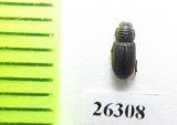 Psammodius sp.  Oman - INSECTS-STORE.RU