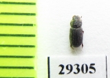 Rhyssemodes sindicus  Afghanistan - INSECTS-STORE.RU