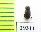 Rhyssemus granosus  Oman - INSECTS-STORE.RU