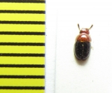 Agathidium nigripenne  Belorussia - INSECTS-STORE.RU