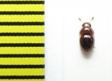 Agathidium pisanum  Belorussia - INSECTS-STORE.RU