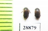 Catops sp.  Russia, Tver reg. - INSECTS-STORE.RU