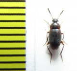 Choleva agilis  Belorussia - INSECTS-STORE.RU
