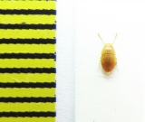 Leptinus testaceus  Russia, Krasnodar reg. - INSECTS-STORE.RU