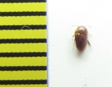 Pholeuonidius pinkeri  Italy - INSECTS-STORE.RU