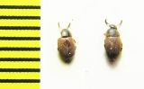 Sciodrepoides watsoni  Belorussia - INSECTS-STORE.RU