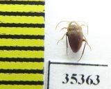 Speonomites mengeli  Spain (cave beetle) - INSECTS-STORE.RU