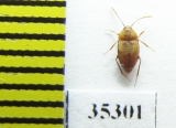 Speonomus ochsi  France (cave beetle) - INSECTS-STORE.RU