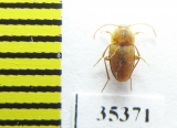 Speonomus pyreneus  France (cave beetle) - INSECTS-STORE.RU