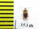 Speonomus stygius brevicornis  France (cave beetle) - INSECTS-STORE.RU