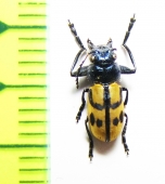 Chrysomelidae sp.  South Africa Rep. - INSECTS-STORE.RU