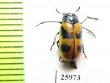 Chrysomelidae sp.  South Africa Rep. - INSECTS-STORE.RU