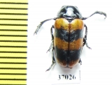 Chrysomelidae sp.  South Africa Rep. - INSECTS-STORE.RU