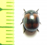 Chrysomelidae sp.  South Africa Rep. - INSECTS-STORE.RU