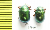 Chrysomelidae sp.  South Africa Rep. - INSECTS-STORE.RU