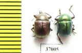 Chrysomelidae sp.  South Africa Rep. - INSECTS-STORE.RU