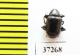 Chrysomelidae sp.  South Africa Rep. - INSECTS-STORE.RU